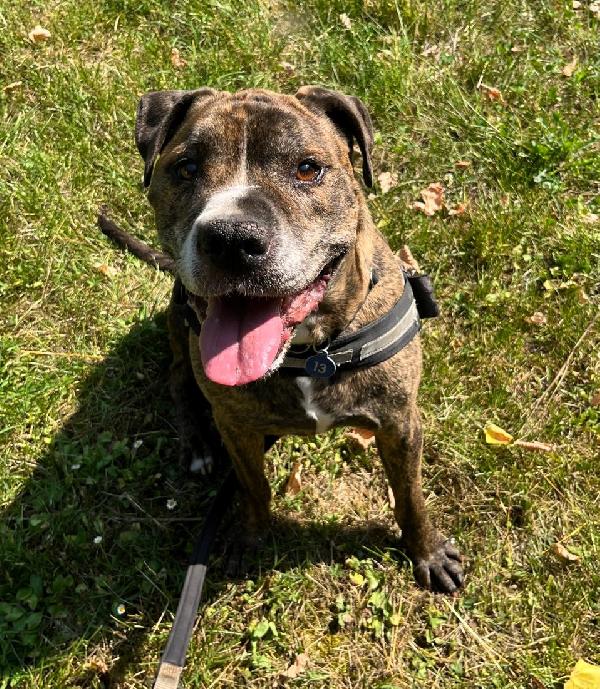 THOR SIMPATICO PIT Foto 4